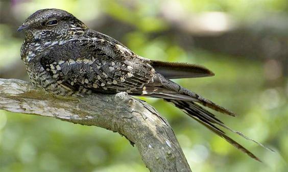 These Odd Birds Flirt by Clapping in the Middle of the Night - NewsBreak
