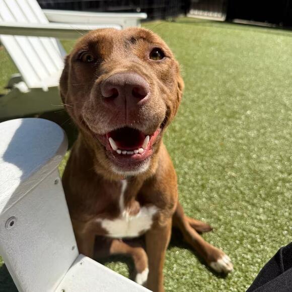 🐶 Playful, Gentle & Loyal Dogs Ready for Adoption in Charlottesville ...
