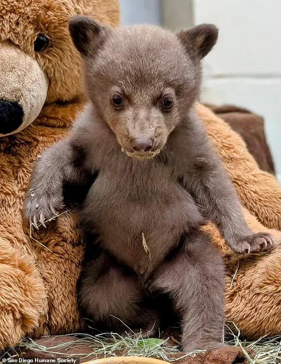 America's cutest bear cub is thriving in shelter after being abandoned ...
