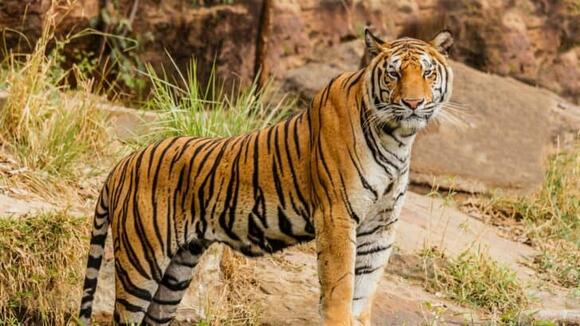 15 Wild Predators That Can Smell You Before They See You - NewsBreak