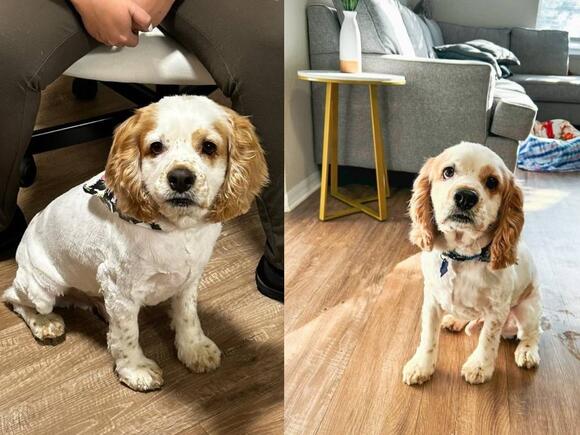 After being abused and neglected, a sweet Cocker Spaniel now seeks a ...
