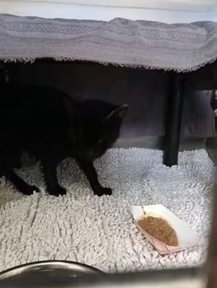 🐱 Friendly Independence Cats Ready for Adoption Today - NewsBreak