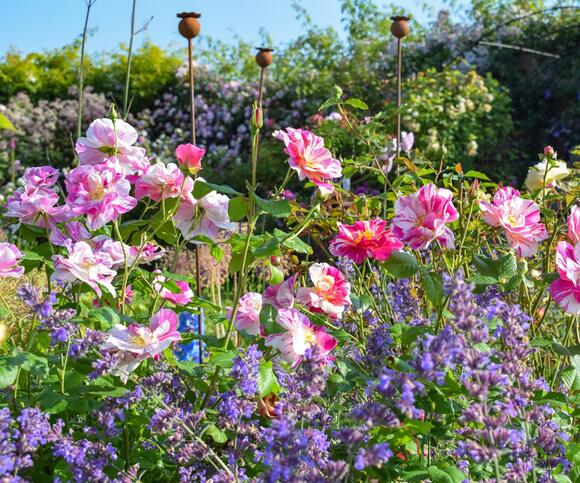 First-ever striped David Austin rose debuts at Chelsea Flower Show 2025 ...