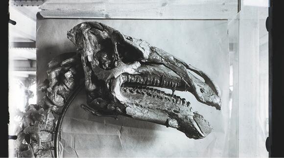 7 Times Dinosaur Bones Turned Out to Be Fakes - NewsBreak