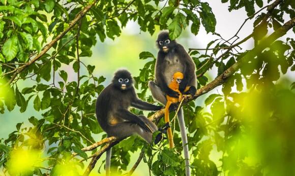 9 Most Beautiful Monkeys and Where You Can Catch a Glimpse of Them ...