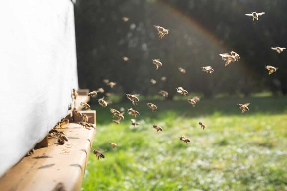 Bees Can Do Basic Math - NewsBreak