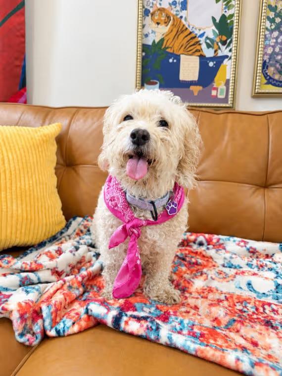 🐶 Playful, Gentle & Loyal Dogs Ready for Adoption in Portland - NewsBreak