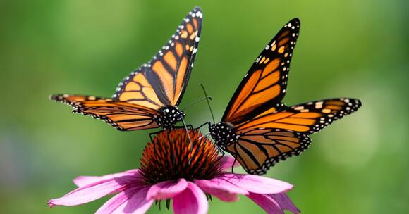 Scientist: More protections for monarch butterflies needed