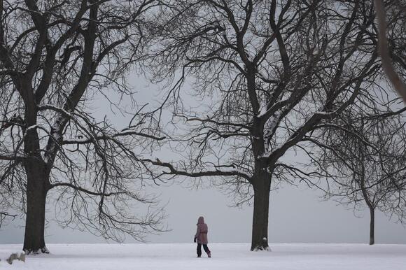 Can Trees Explode in Extreme Cold in Michigan? - NewsBreak