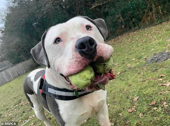 Rescue dog owner who lost an arm after the pet bit her is suing RSPCA ...