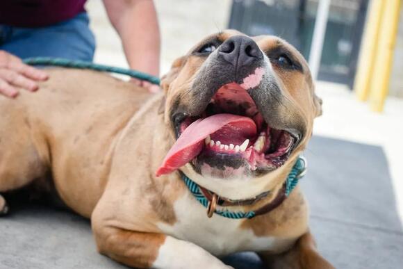 15 Shifts in a Rescue Dog That Appear Only Once the House Stops Feeling ...