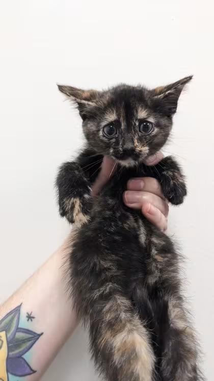 🐱 Playful, Gentle & Curious Cats Ready for Adoption in Cleveland ...