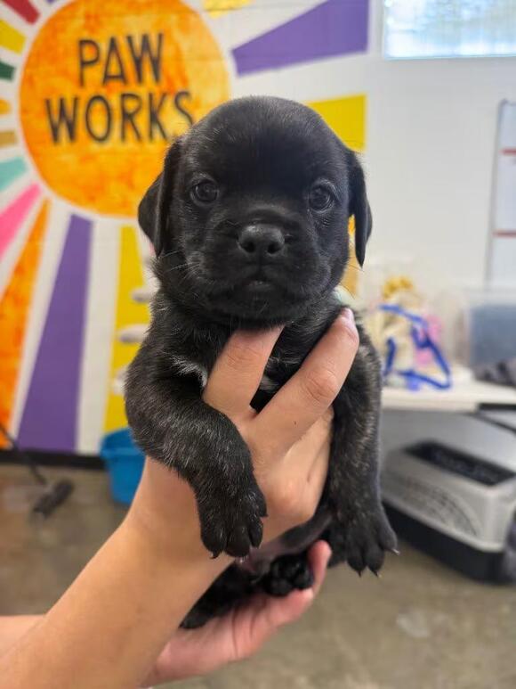 🐶 Playful Thousand Oaks Puppies Ready to Be Adopted - NewsBreak