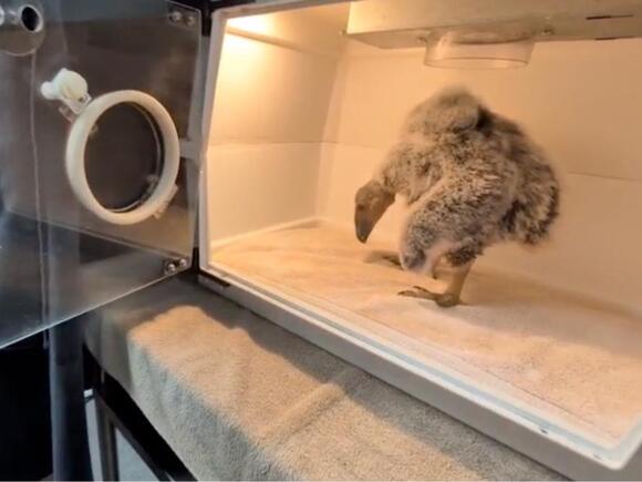 This Condor Chick Is Being Raised by a Puppet. There’s a Good Reason ...