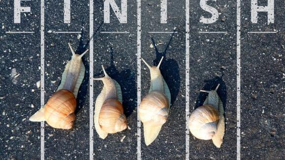 Snail Racing: Meet Jeff, The World’s Fastest Snail - NewsBreak