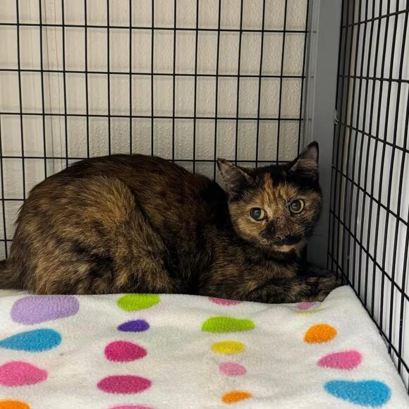 🐱 Playful Columbiana Cats Ready to Join Loving Homes - NewsBreak