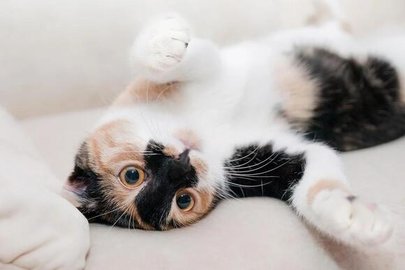 6 Award-Winning Cat Short Films You Can Stream Now - NewsBreak