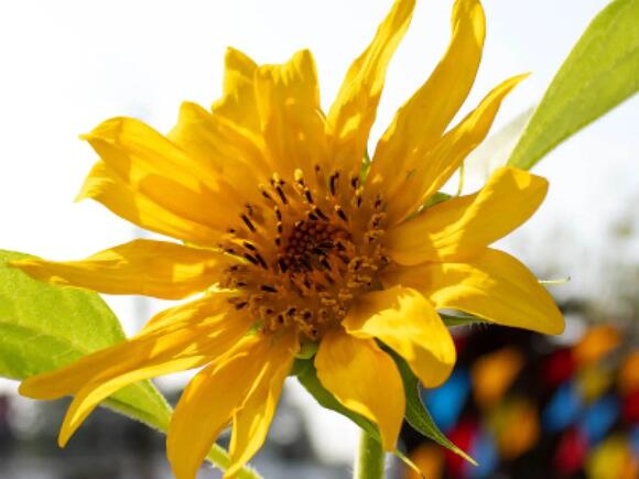 📅 Memory Café for Dementia Support – Aug 12 at Richland Library ...