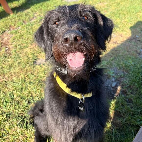 🐶 Friendly Chantilly Dogs Ready to Join Your Family - NewsBreak