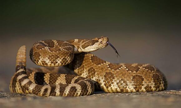 FYI: The Most Snake-Infested Lakes In Oregon | The Ashland Chronicle-Oregon