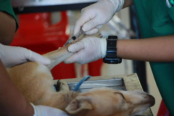 Rabies Vaccine Requirements in Massachusetts: What Pet Owners Must Know ...