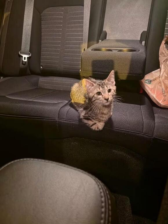 🐱 Sweet Young Cats Waiting for Adoption in Port Richey - NewsBreak