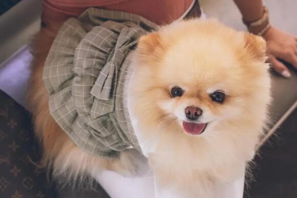 9 Small Dog Breeds With Chronic Housebreaking Issues - NewsBreak - Puppy Housebreaking With Small Breeds