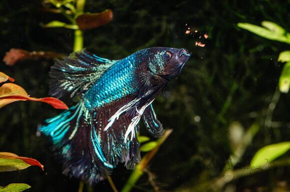 How Betta Fish Communicate Using Their Fins - NewsBreak