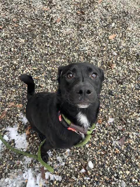 🐶 Friendly Lincolnton Dogs Ready Now for Loving Homes - NewsBreak