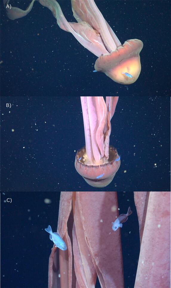 A School of Baby Fish Was Seen Riding a 6-Meter 'Phantom' Jellyfish in ...