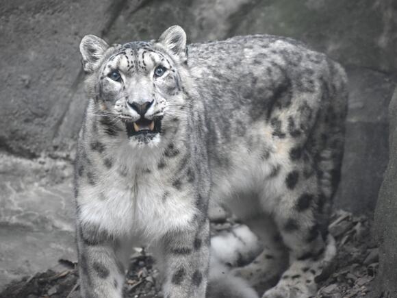 Akron Zoo mourns death of 'Tai Lung' the snow leopard - NewsBreak