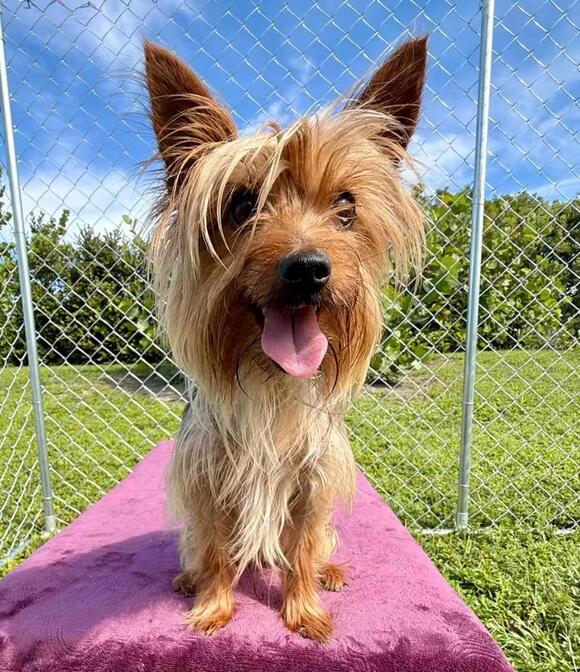 🐶 Playful, Gentle & Loyal Dogs Ready for Adoption in Cape Coral - NewsBreak