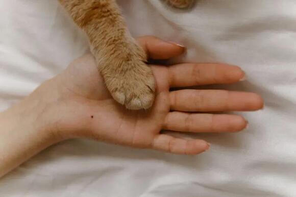 Why That Innocent Bat of Your Cat’s Paw Is Actually a Calculated Move ...