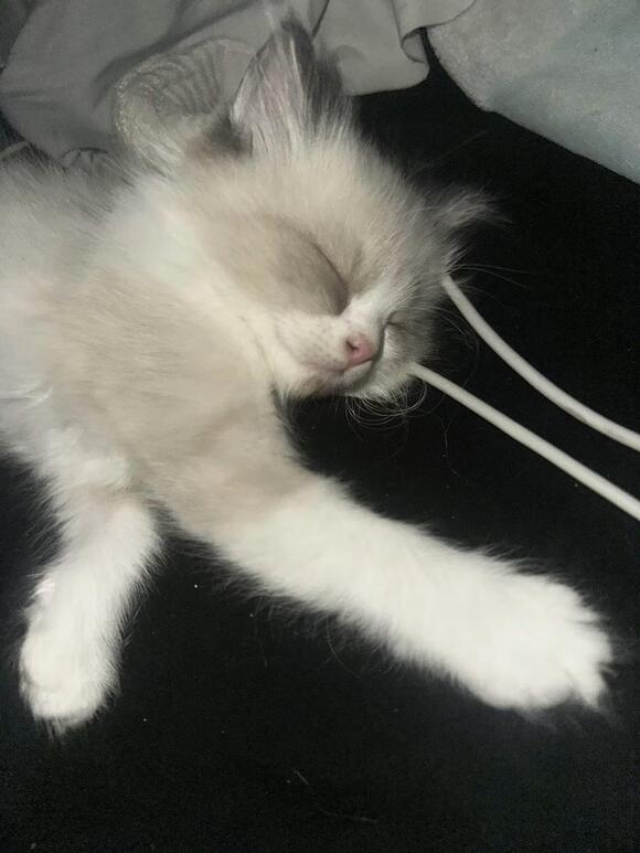 🐱 Playful Ragdoll & Siamese Kittens Ready for Adoption in Hesperia ...
