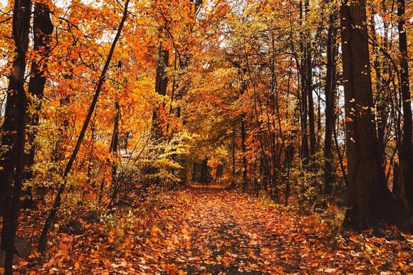 See When Fall Colors Will Peak in Michigan - NewsBreak