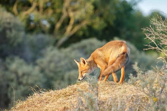 The Red Fox Population in New York Is Growing—And Scientists Aren’t ...