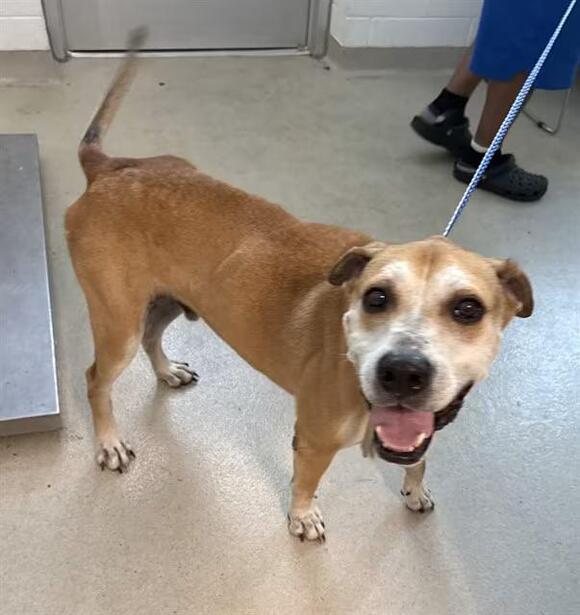 🐶 Playful, Gentle & Loyal Dogs Ready for Adoption in Burlington - NewsBreak