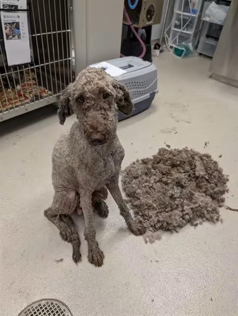 🐶 Playful, Gentle & Loyal Dogs Ready for Adoption in Burlington - NewsBreak