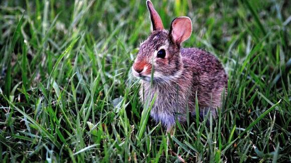 7 Eco-friendly Ways to Keep Rabbits Out of Your Garden - NewsBreak
