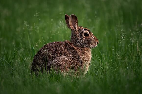 16 Marks Along a Fence Line That Show Which Animals Use It - NewsBreak