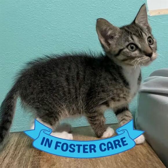 🐱 Playful Tallahassee Kittens Ready to Join Your Family - NewsBreak