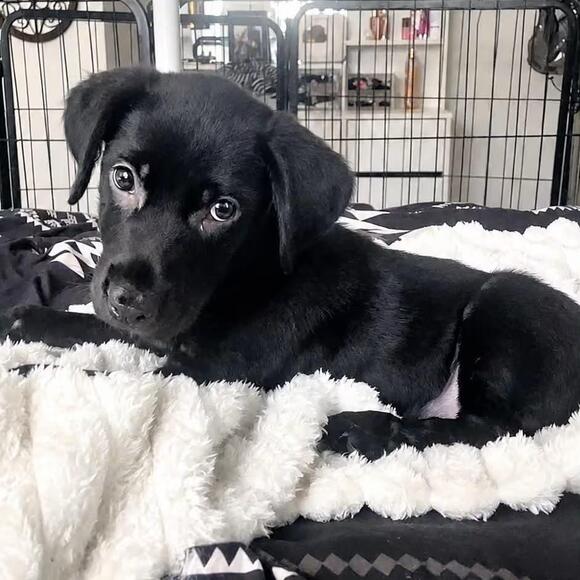 🐶 Friendly Apex Dogs Ready to Join Your Family - NewsBreak