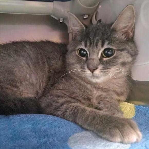🐱 Playful Providence Kittens & Cats Ready for Adoption - NewsBreak