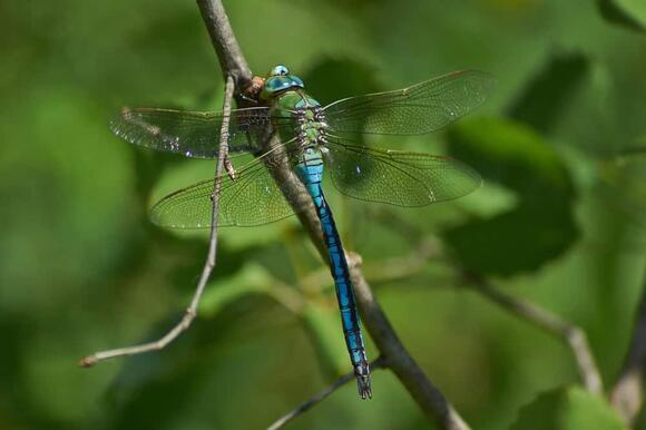 The Fastest Insect in the World Moves Faster Than a Jet Engine - NewsBreak