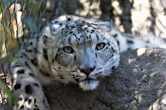 The Role of Big Cats in Local Folklore Around the World - NewsBreak