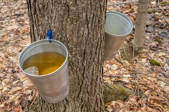 Discover Which Tree Makes The Absolute Best Maple Syrup - NewsBreak