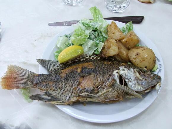 Types of Fish in the Sea of Galilee: A Naturalist’s Guide to Tilapia ...