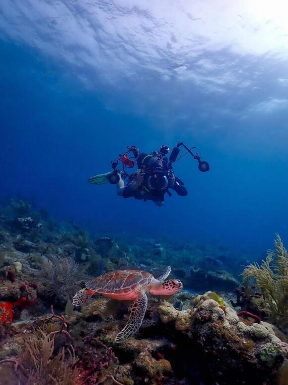 Tracking the Travels of Sea Turtles - NewsBreak