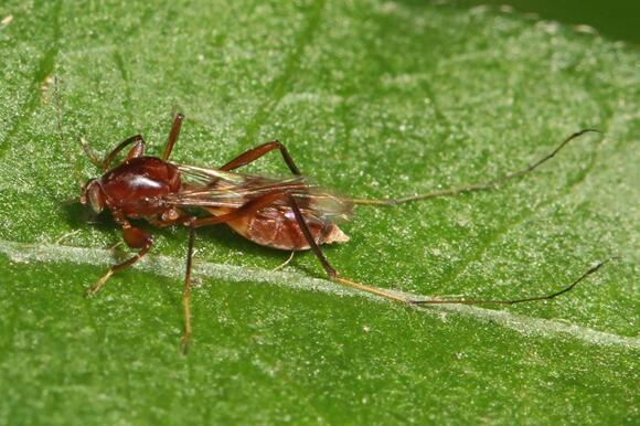 Biting Flies in Alabama: How to Identify and Avoid Each Type - NewsBreak