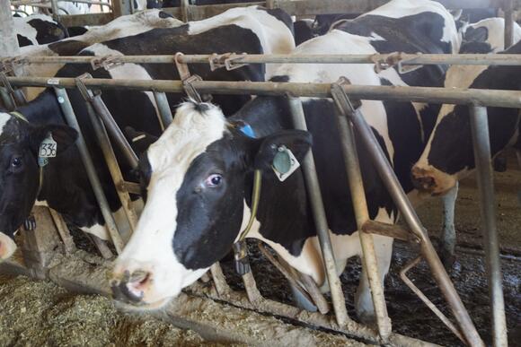 3,600-Cow Dairy Operation Proposed for Rowcrop Land in Morrison County ...